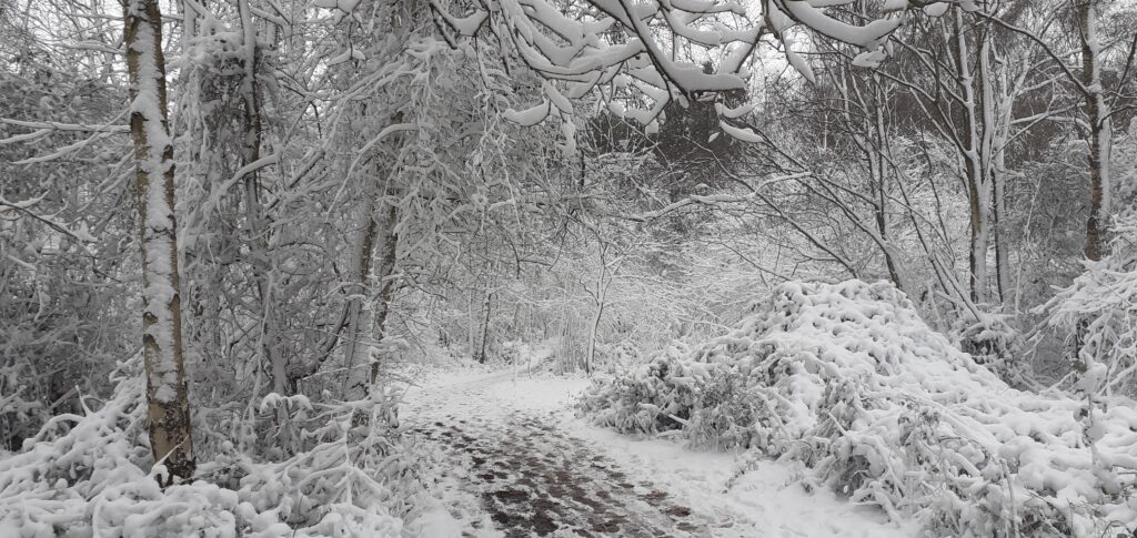 Winter Wonderland in forest full of snow