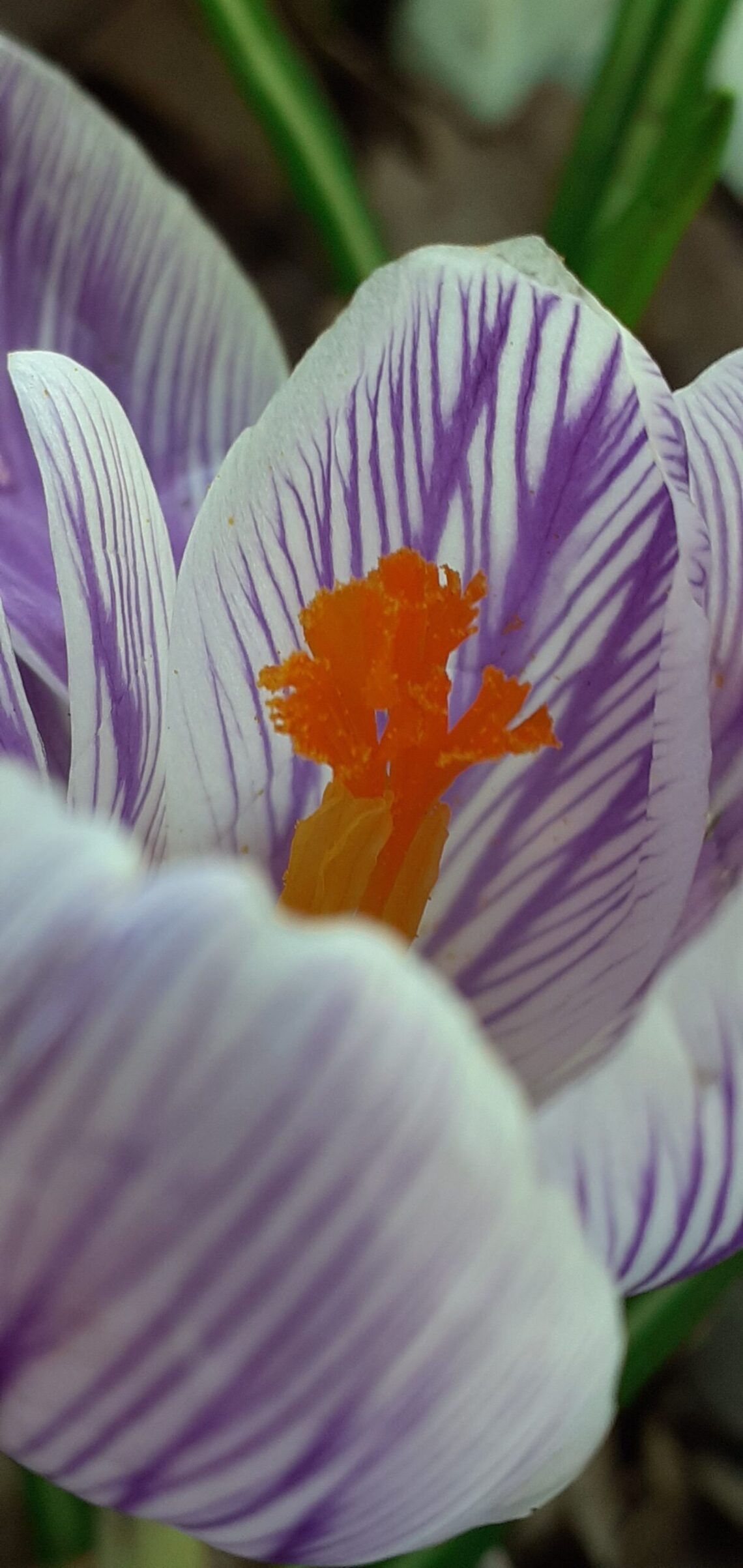 Purple crocus delicately flowers