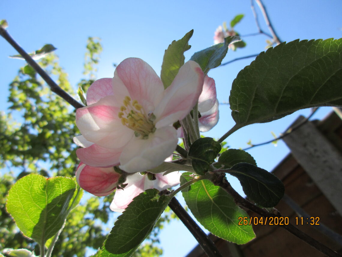 Apple blossom against sky