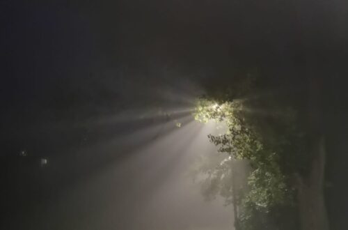Lamp behing tree over street at night