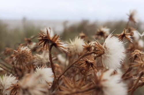 A fluffy wildflower is blown around by the seaside wind.