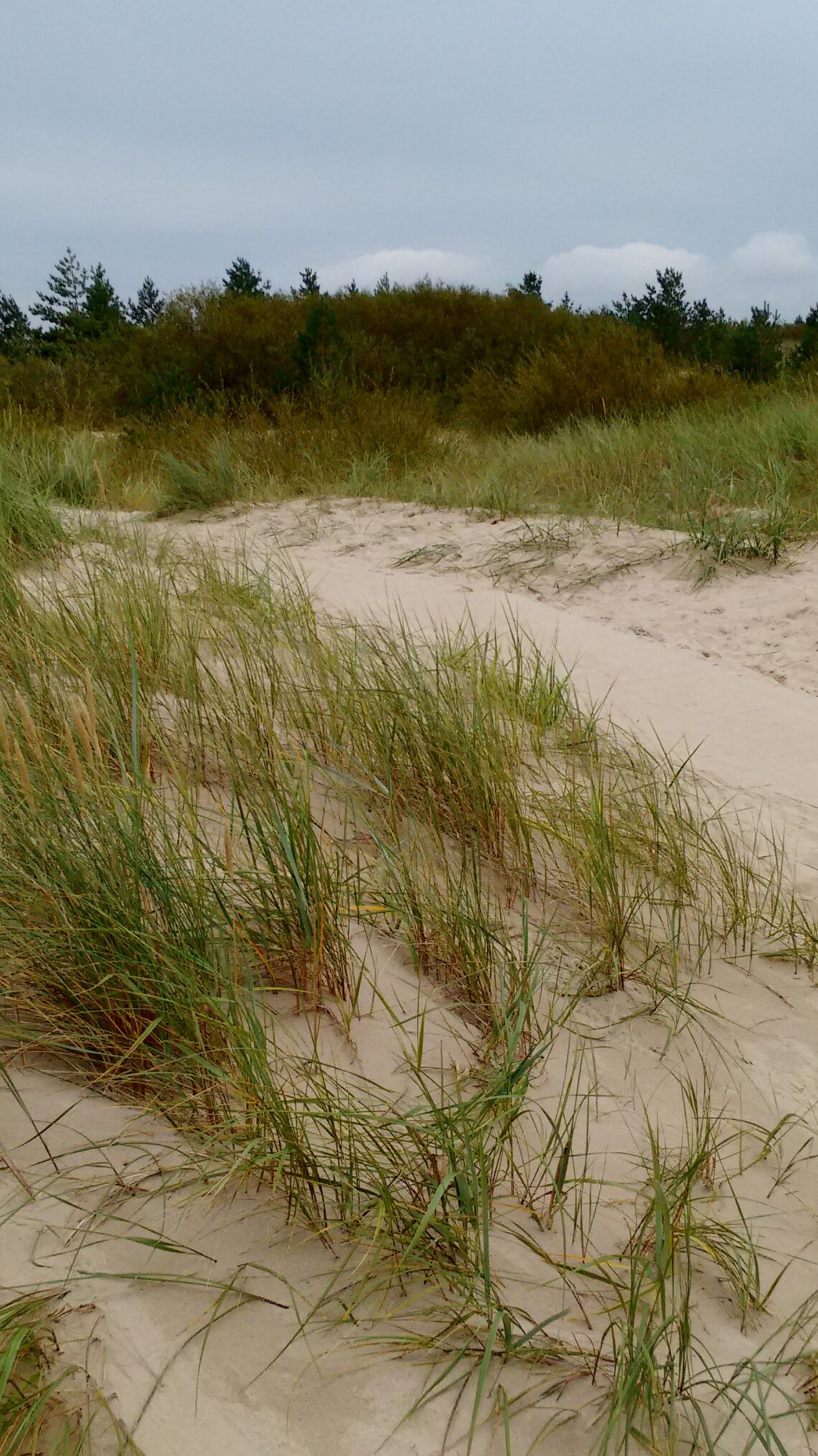 Maram grass on sand dunes in front of more grass and pine wood. Wooden path is lightly covered by sand, winding through the foreground.