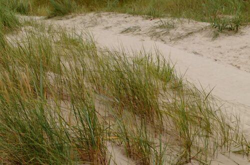 Maram grass on sand dunes in front of more grass and pine wood. Wooden path is lightly covered by sand, winding through the foreground.