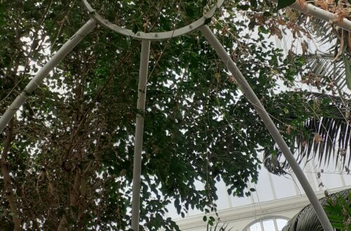 beautiful canopy in conservatory butterfly glasshouse plants white structure